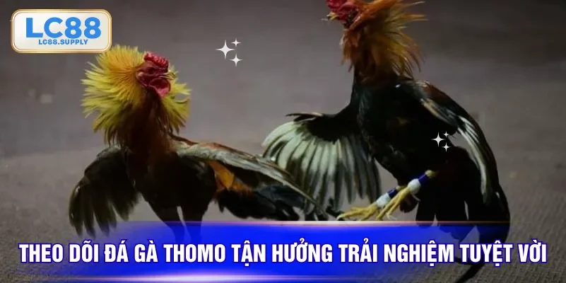 Theo dõi đá gà Thomo tận hưởng trải nghiệm tuyệt vời